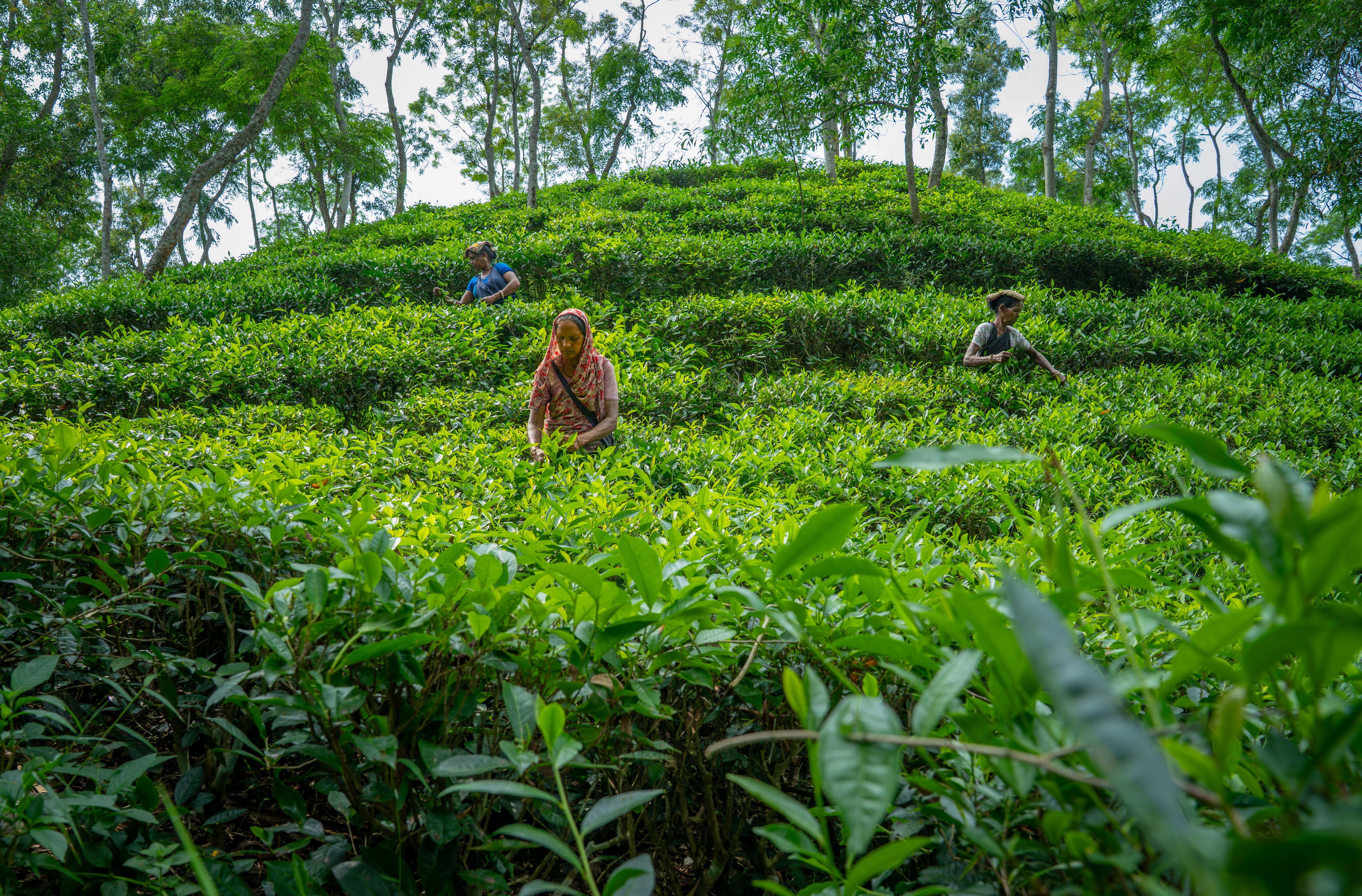 Justice in the Tea Gardens: Hoping for a better future - story_image